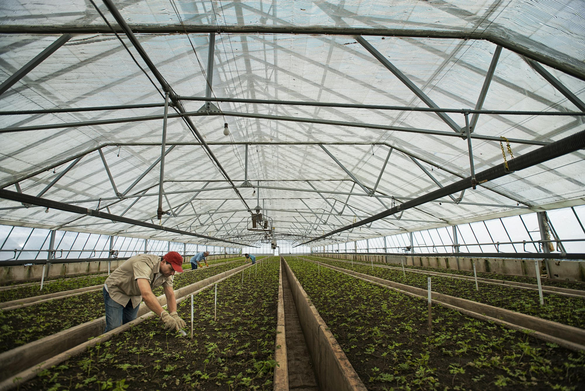 A large glasshouse full of young plants.
